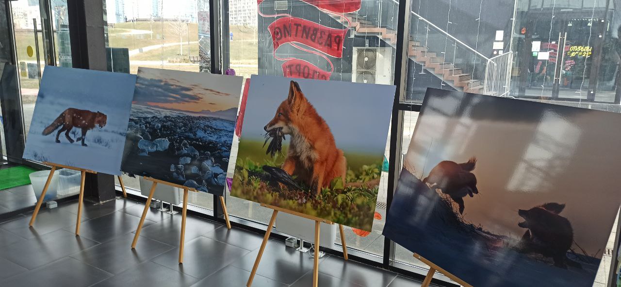 В КУЛЬТУРНОМ ЦЕНТРЕ «ХОДЫНСКОЕ ПОЛЕ» В МОСКВЕ ПРОХОДИТ ФОТОВЫСТАВКА «КАМЧАТКА. РАССКАЗ В ЛИСАХ»